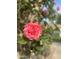 Close-up of a beautiful rose with delicate petals and lush green leaves at 5505 E Mclellan Rd # 41, Mesa, AZ 85205