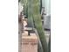 Lush desert landscaping creates a tranquil outdoor ambiance with cactus and custom outdoor lights at 7750 E Broadway Rd # 433, Mesa, AZ 85208