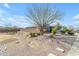 A well-manicured front yard with desert landscaping and mature tree in a suburban neighborhood at 797 W Danish Red Trl, San Tan Valley, AZ 85143