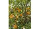 Close-up of an orange tree with ripening fruit, blossoms, and greenery in a backyard setting at 20701 W Minnezona Ave, Buckeye, AZ 85396