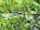 Close-up of white blossoms on a lush green leafy citrus tree at 20701 W Minnezona Ave, Buckeye, AZ 85396