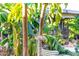 Lush garden featuring a bountiful Mango tree, adding a touch of tropical charm to the landscape at 6338 E Camelot Dr, Mesa, AZ 85215