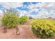 Landscaped backyard with various plantlife and stone walkway at 20327 N 110Th Dr, Sun City, AZ 85373