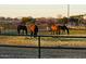 A group of horses enjoying the pasture, enclosed by a sturdy fence with a scenic backdrop, perfect equestrian lifestyle at 836 W Lenora Way, San Tan Valley, AZ 85140