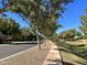 Picturesque street view featuring lush green landscaping with mature trees lining the street for added shade at 1131 W Sierra Madre Ave, Gilbert, AZ 85233