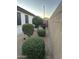 Well-maintained side yard with manicured shrubs and privacy wall, enhancing outdoor living space at 19864 W San Juan Ave, Litchfield Park, AZ 85340