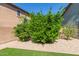 Landscaped backyard with rock bed and grass at 41581 W Somerset Dr, Maricopa, AZ 85138