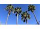 A picturesque view featuring four palm trees silhouetted against a vivid cloudless blue sky at 1353 S Western Skies Dr, Gilbert, AZ 85296