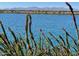 Beautiful lake view framed by flowering bushes and plants, offering a serene and picturesque scene at 24275 N 173Rd Ave, Surprise, AZ 85387