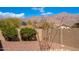 Well-maintained backyard featuring desert landscaping, blooming bushes, and privacy wall at 10649 E Saddle Blanket Trl, Gold Canyon, AZ 85118