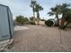 Expansive backyard featuring desert landscaping, including large palm trees at 1143 S 96Th St, Mesa, AZ 85208