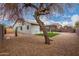 Large desert backyard features a covered patio, privacy walls, mature tree, and rock landscape at 3423 E Crescent Way, Gilbert, AZ 85298
