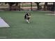 Dog park with artificial turf, and a dog running through the field with a ball in its mouth at 16927 W Desert Blossom Way, Surprise, AZ 85387