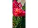 A detailed close-up of a radiant red rose in full bloom, displaying the beauty of the plant at 2535 N Pinnule Cir, Mesa, AZ 85215