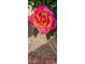 A close-up of a vibrant rose with unique color gradients, showcasing the beauty of the landscape at 2535 N Pinnule Cir, Mesa, AZ 85215