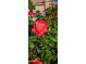Close-up of a beautiful pink rose, showcasing the lush garden that enhances the property's appeal and natural beauty at 2535 N Pinnule Cir, Mesa, AZ 85215