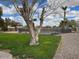 Grassy backyard featuring a mature shade tree and a fenced-in pool area, offering privacy at 2151 S Calle Del Marcos --, Casa Grande, AZ 85194