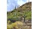 Lush desert landscape with saguaro cacti on hillside property line at 36600 N Cave Creek Rd # 17D, Cave Creek, AZ 85331