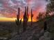 Vibrant desert sunset with saguaro cacti silhouettes in the foreground at 36600 N Cave Creek Rd # 17D, Cave Creek, AZ 85331