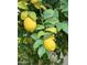 Close up of lemons hanging on a tree with green leaves, suggesting fresh, homegrown produce at 4130 N 4Th Ave, Phoenix, AZ 85013