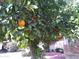 Backyard with citrus trees and lattice enclosed patio at 10327 W Prairie Hills Cir, Sun City, AZ 85351