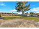 Grassy common area with mature trees between multi-Gathering units at 914 N Cherry --, Mesa, AZ 85201