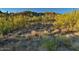 Natural hillside covered in desert vegetation, bushes, and several tall cacti at 39332 N Old Stage Rd, Cave Creek, AZ 85331