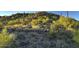 Natural hillside covered in desert vegetation, bushes, and several tall cacti at 39332 N Old Stage Rd, Cave Creek, AZ 85331