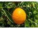 Close-up of a ripe orange on a lush tree with green leaves, showcasing the beauty of nature at 5463 E Albany St, Mesa, AZ 85205