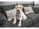 Charming dog sits on a polka dot sofa with stylish decorative pillows, Eiffel tower detail and good lighting at 3801 N 154Th Ln, Goodyear, AZ 85395