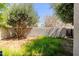 View of the backyard featuring a privacy wall, mature trees, and green grass at 902 W Glendale Ave # 115, Phoenix, AZ 85021