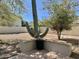 Spacious backyard featuring desert landscaping, privacy walls, and a mature Saguaro cactus at 4643 E Cherry Hills Dr, Chandler, AZ 85249