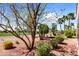 Expansive backyard view showcasing desert landscaping, lush green golf course, and mature trees at 23108 N Pedregosa Dr, Sun City West, AZ 85375