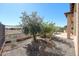 Landscaped backyard with desert plants, an American flag, and a wrought iron fence at 12439 W Yellow Bird Ln, Peoria, AZ 85383