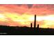 Desert sunset with saguaro cactus silhouetted against the colorful sky at 40627 N 6Th Ave, Phoenix, AZ 85086