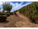 Horseshoe pit with desert landscaping and lush greenery at 560 W Powell Way, Chandler, AZ 85248