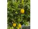 A lemon tree full of fruit at 8738 E Rose Ln, Scottsdale, AZ 85250