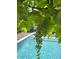 Close up of grapevines at pool at 8738 E Rose Ln, Scottsdale, AZ 85250