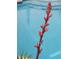 Close-up of a vibrant desert flower with a pool reflecting the bright blue sky at 2833 E Emile Zola Ave, Phoenix, AZ 85032