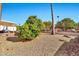 Backyard featuring desert landscaping and a variety of trees at 1684 Leisure World --, Mesa, AZ 85206