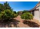 Expansive backyard featuring lush trees and plants, offering a private and serene outdoor space at 15936 W Clear Canyon Dr, Surprise, AZ 85374
