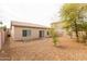 Well-maintained backyard featuring desert landscaping, privacy walls, and mature trees at 2624 E La Costa Dr, Chandler, AZ 85249