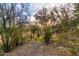 Lush desert landscape with mesquite trees, creating a peaceful and natural ambiance in the surrounding environment at 37646 N Dream St, Carefree, AZ 85377