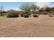Gravel backyard featuring native desert vegetation and large trees under clear skies at 5812 S Staghorn Cholla Ct, Gold Canyon, AZ 85118