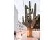 A large Saguaro cactus stands tall in the yard near a decorative white fence and string lights at 8725 E Vista Dr, Scottsdale, AZ 85250
