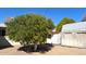 Mature citrus tree in the backyard adds beauty and fresh fruit to this charming residence at 5533 E Decatur St, Mesa, AZ 85205