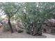 Scenic stone steps through landscaped area, adding natural beauty to the community grounds at 2233 E Behrend Dr # 85, Phoenix, AZ 85024