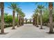 Tree lined walkway with palms and shade canopies creating a beautiful outdoor space at 4606 S Ferric --, Mesa, AZ 85212
