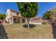 Large grassy backyard with a covered patio, mature trees, and a view of the sparkling pool at 12603 W Blackstone Ln, Peoria, AZ 85383