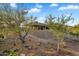 A view of the home's desert landscaping, including native trees and plants at 10354 E Celestial Dr, Scottsdale, AZ 85262
